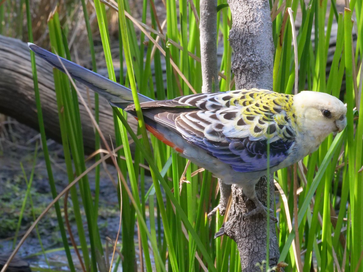 Pale-headed Rosella - ML643222936