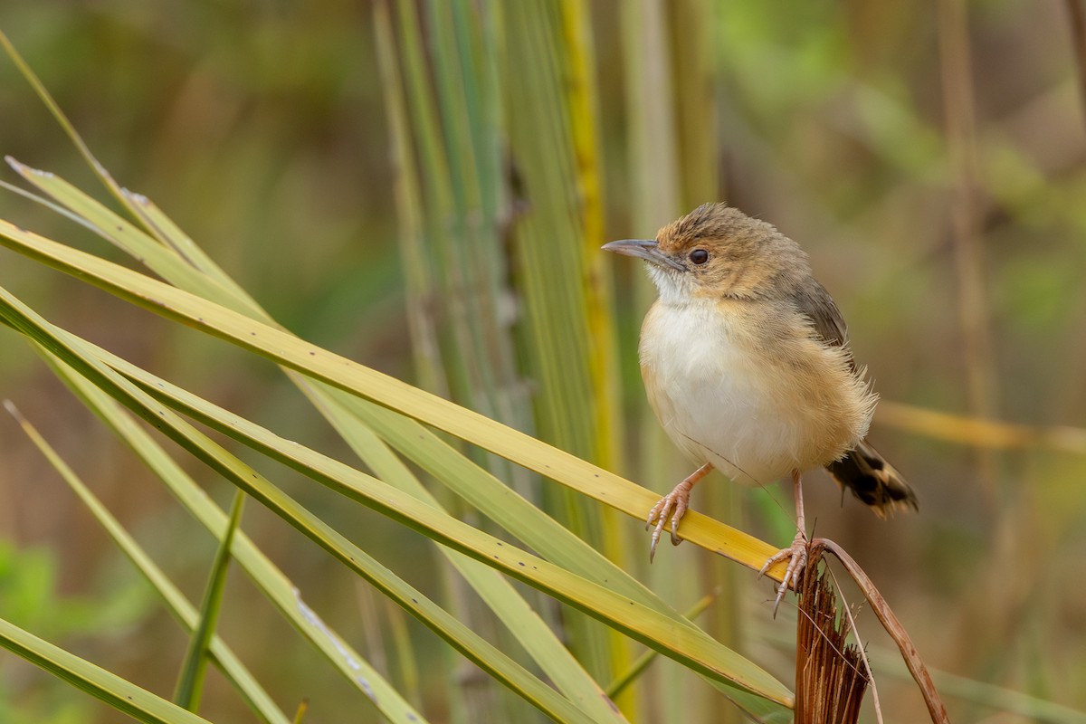 Red-faced Cisticola - ML643223002