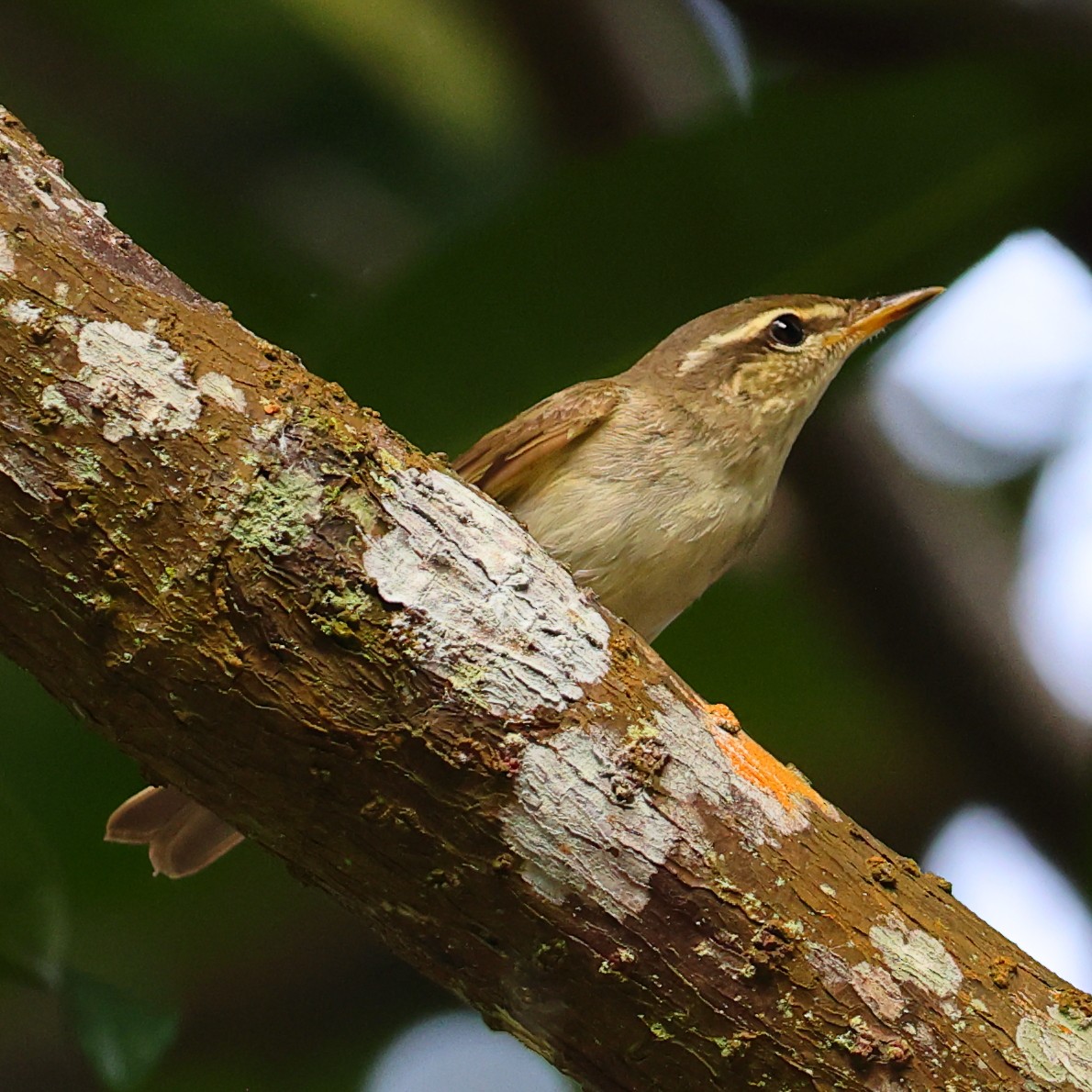 Arctic Warbler - ML643223077