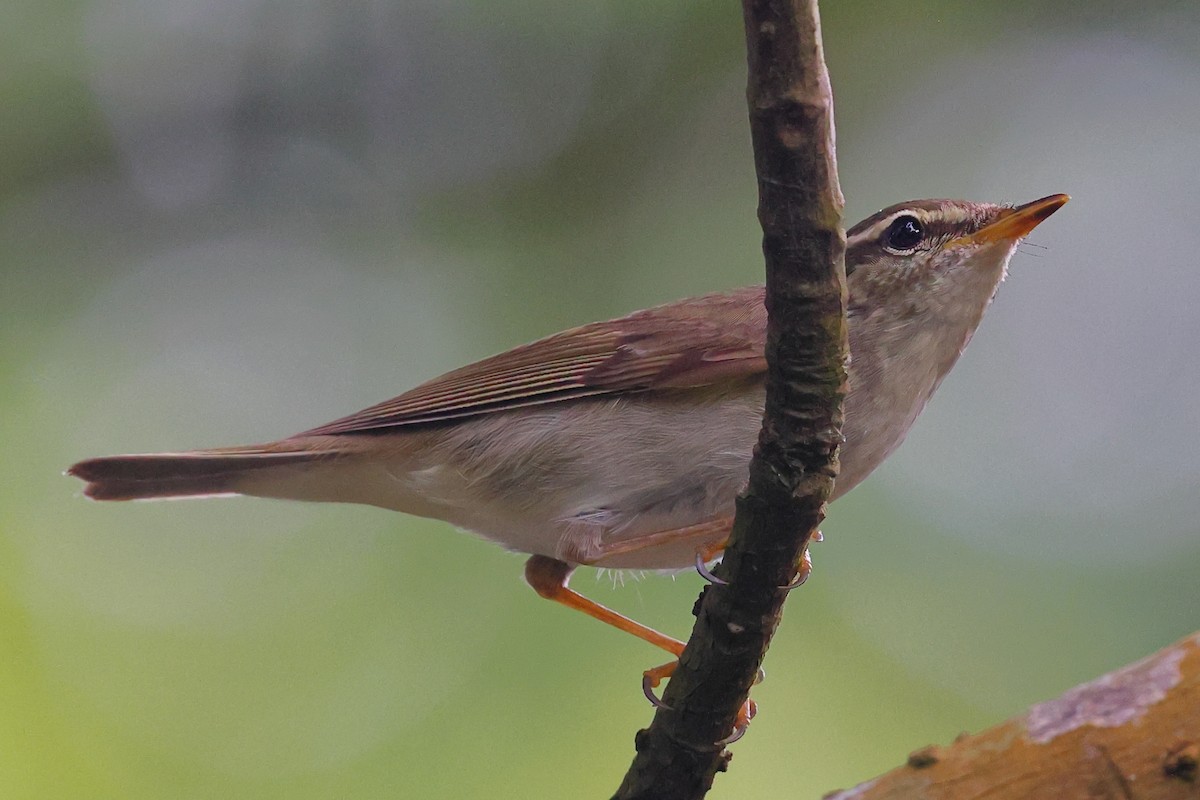 Arctic Warbler - ML643223078