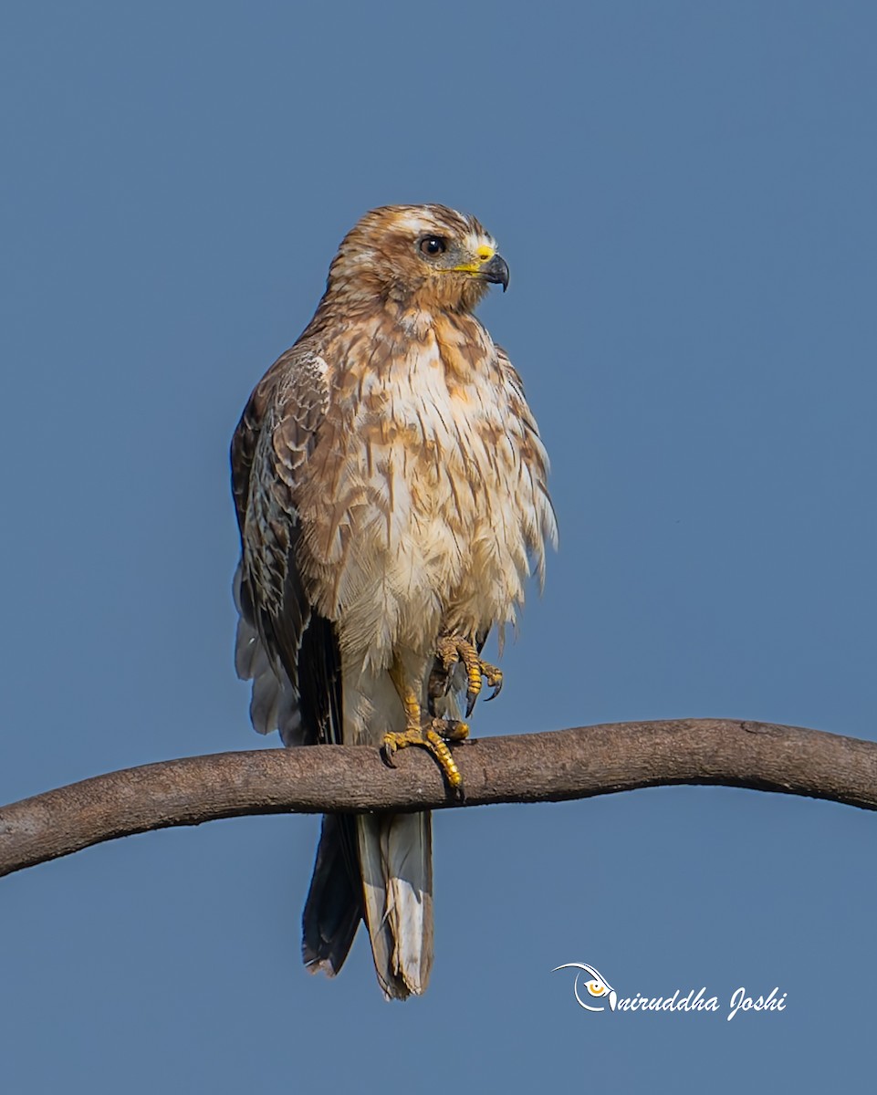 White-eyed Buzzard - ML643223101