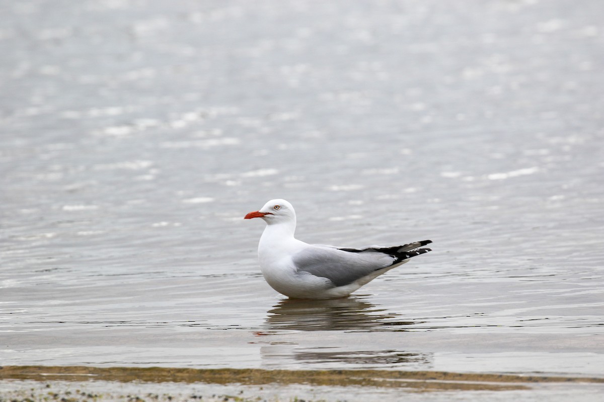 ギンカモメ（novaehollandiae／forsteri） - ML643223110