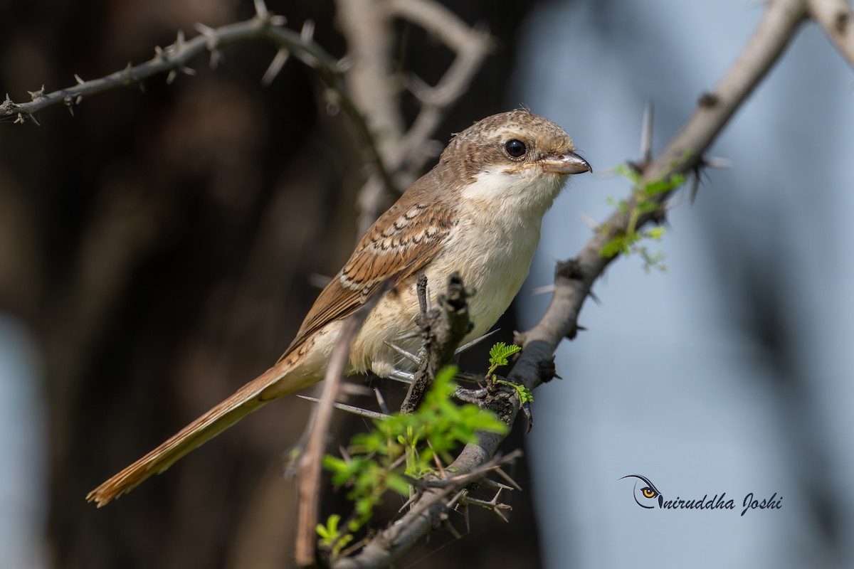 Bay-backed Shrike - ML643223111
