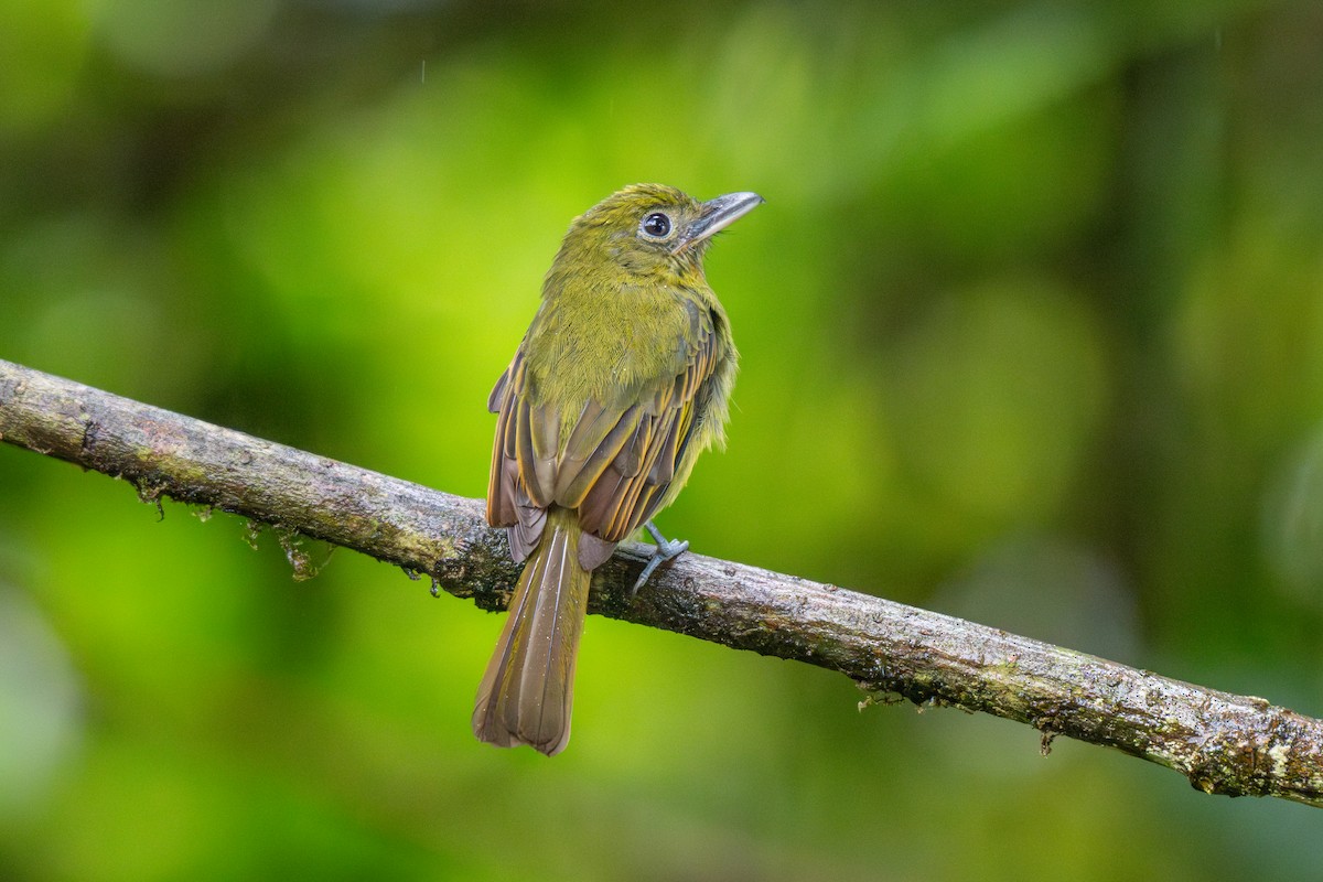 Pacific Flatbill - ML643223122