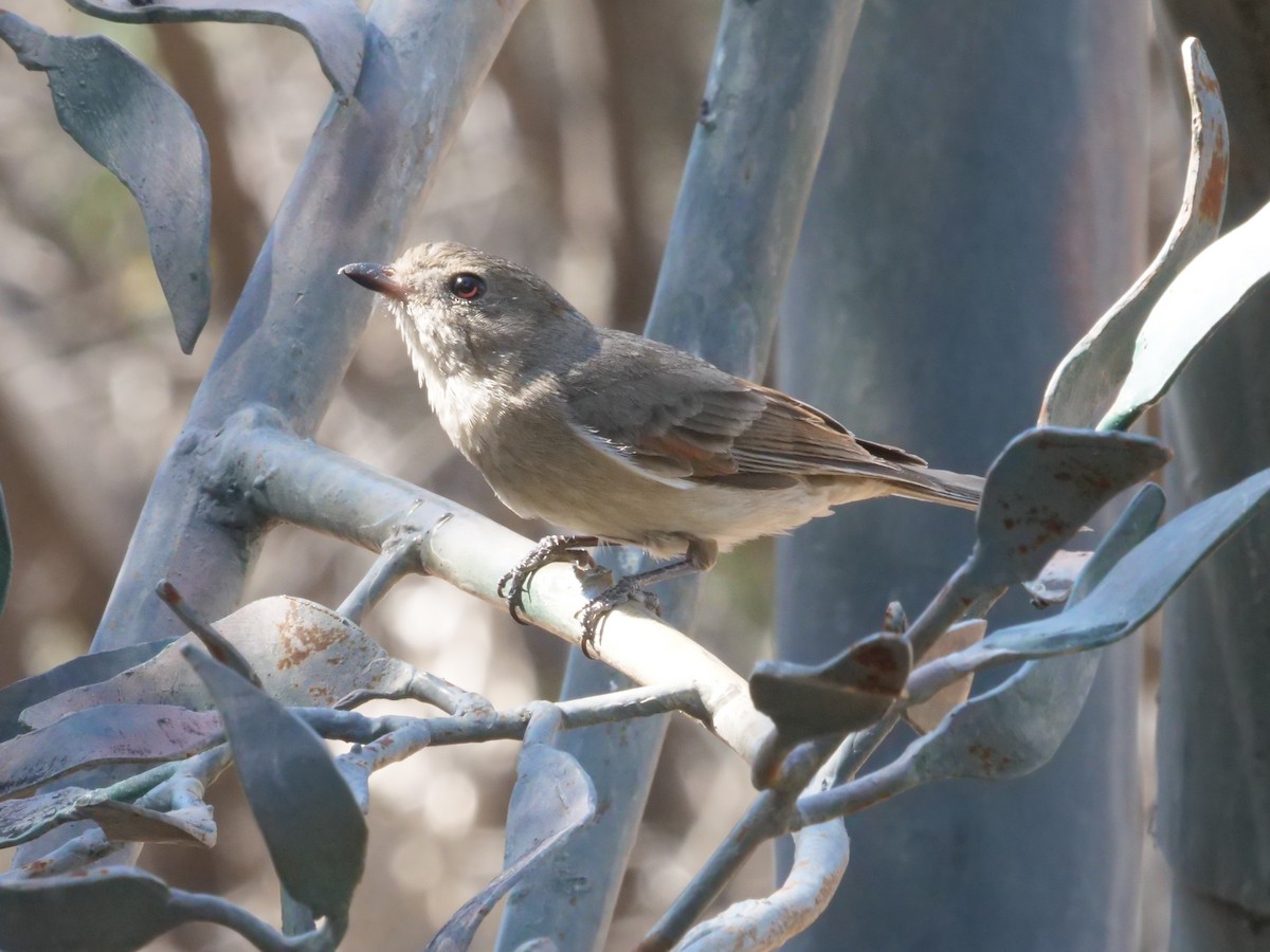 Golden Whistler - ML643223126