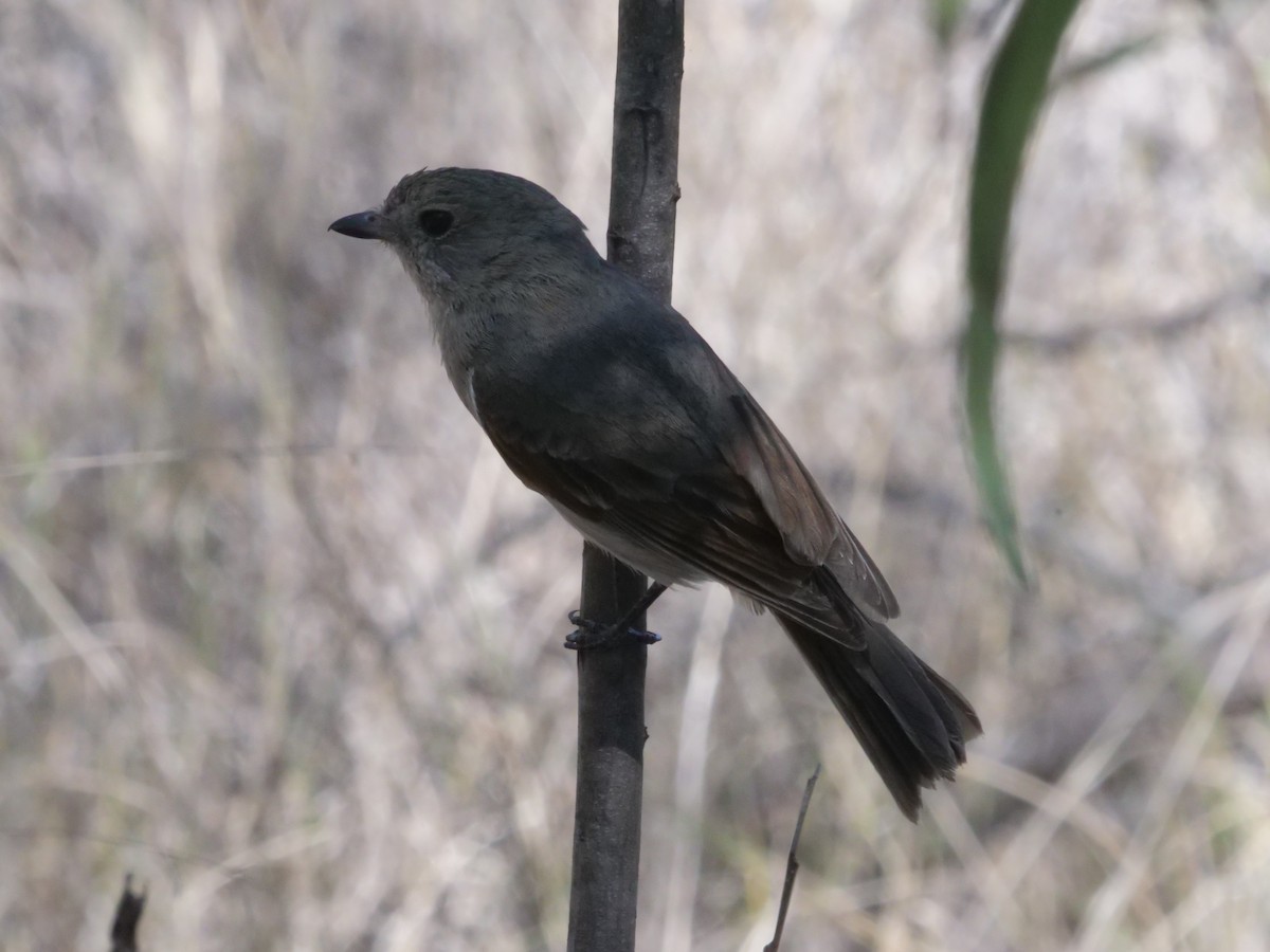 Golden Whistler - ML643223128