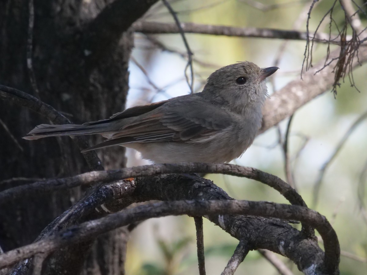 Golden Whistler - ML643223129