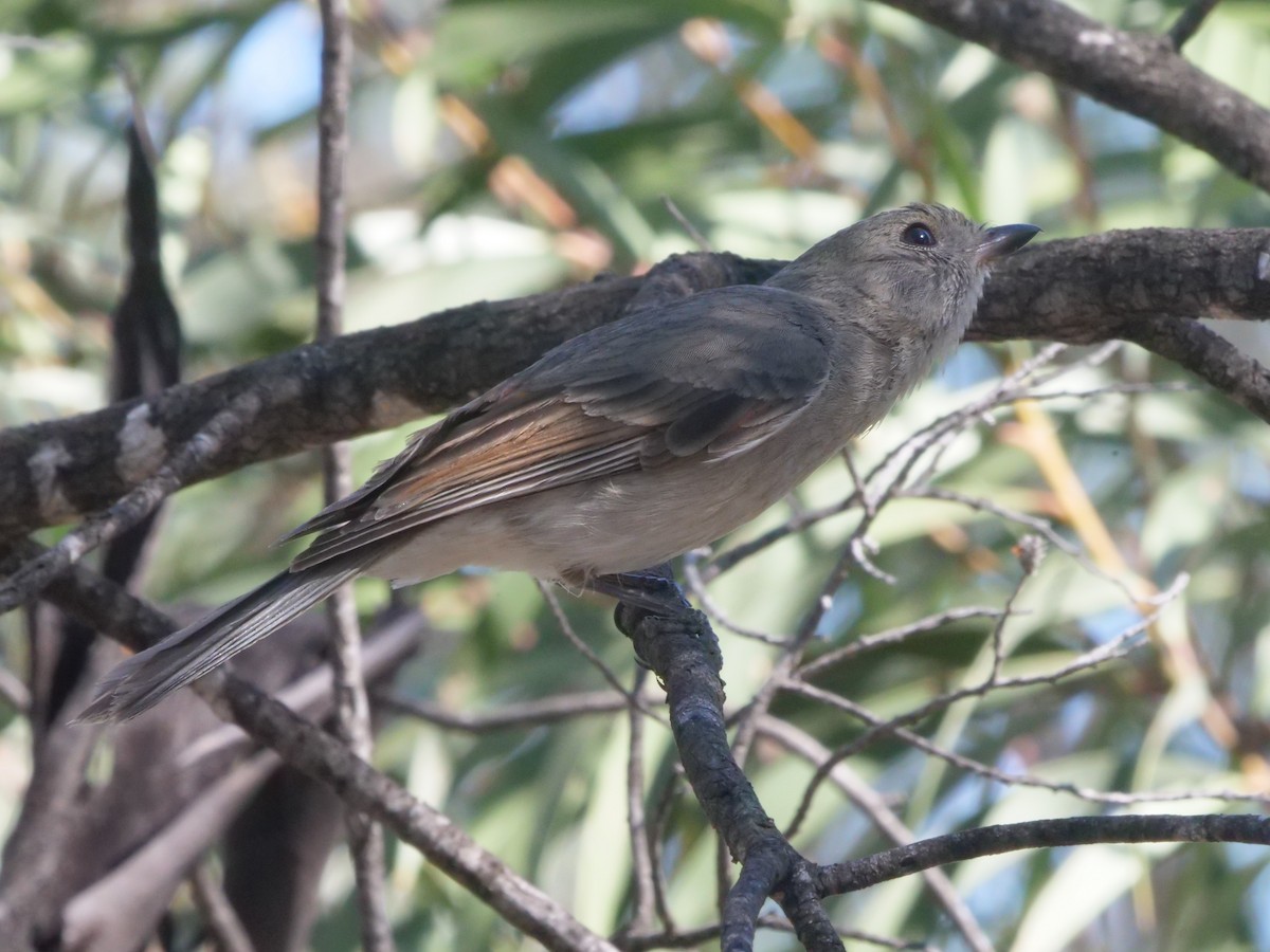 Golden Whistler - ML643223130