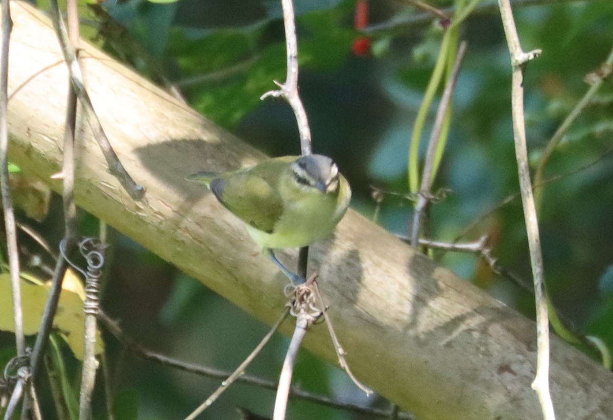 Red-eyed Vireo - ML643223131