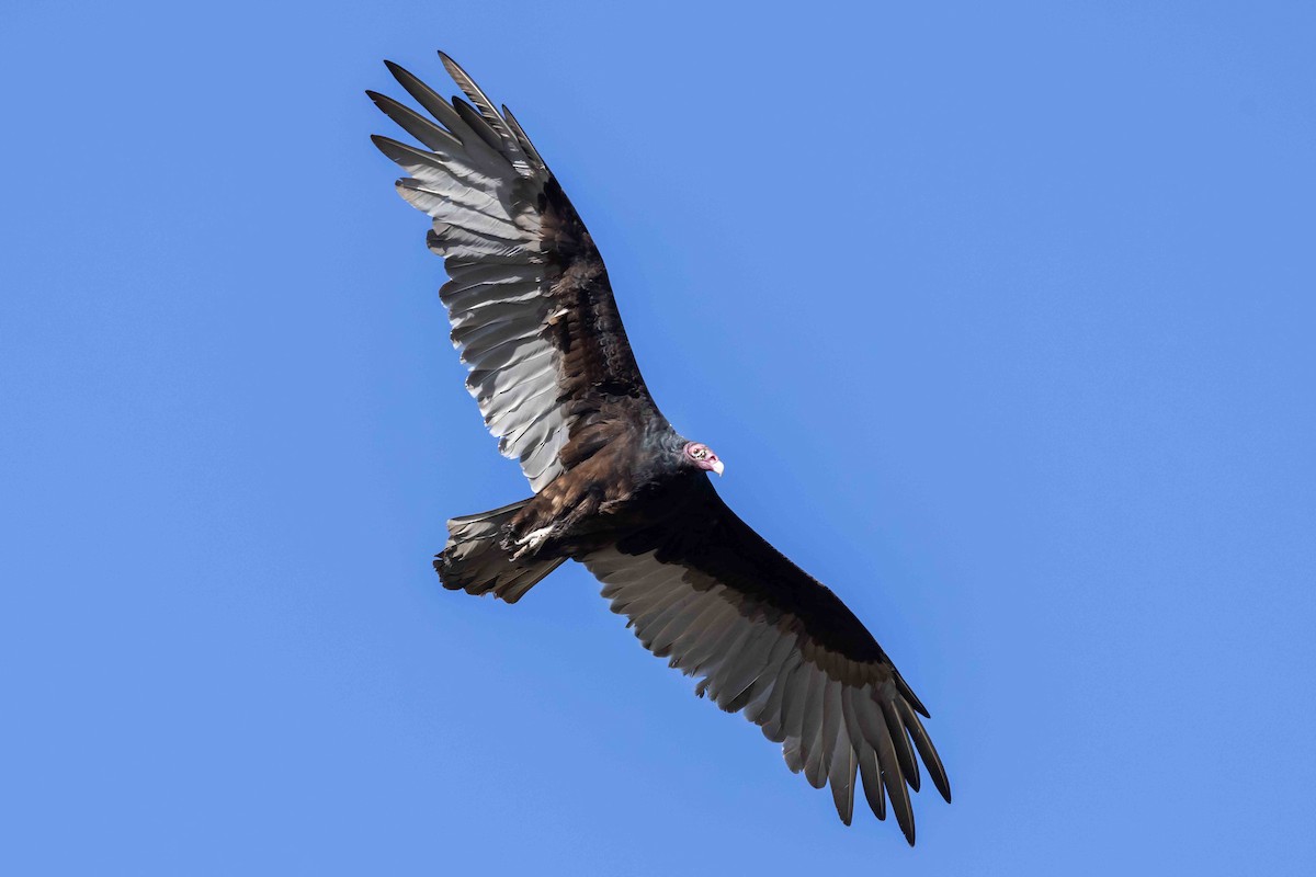 Turkey Vulture - ML643223132
