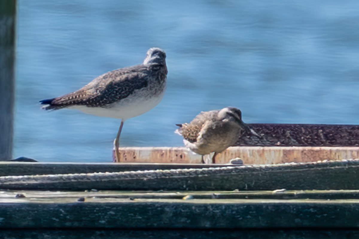 Short-billed Dowitcher - ML643223133