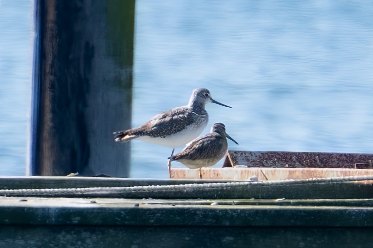 Short-billed Dowitcher - ML643223134