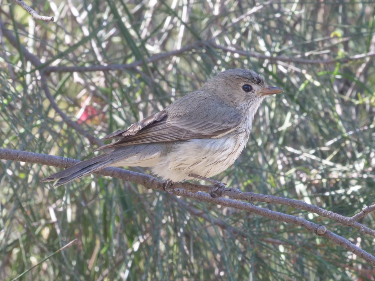 Rufous Whistler - ML643223135