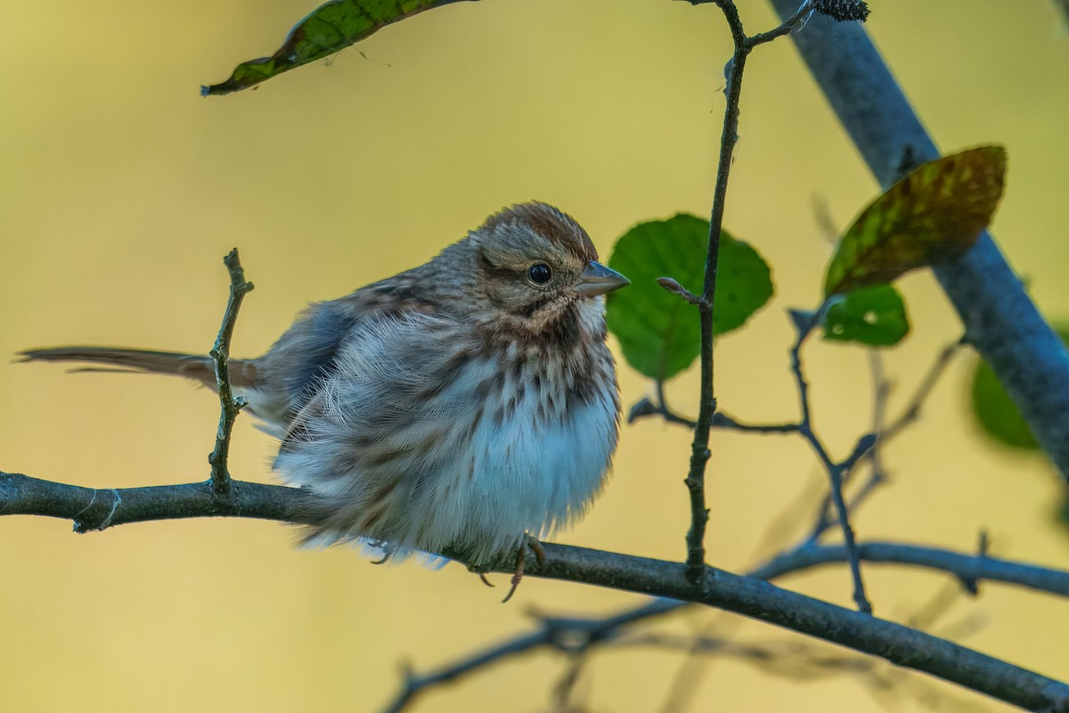 Song Sparrow - ML643223137