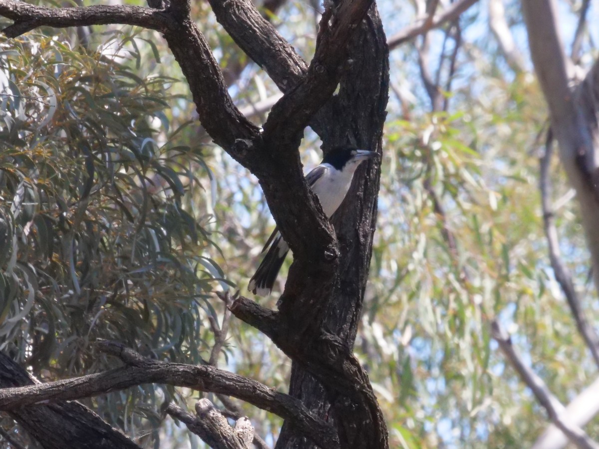 Gray Butcherbird - ML643223138
