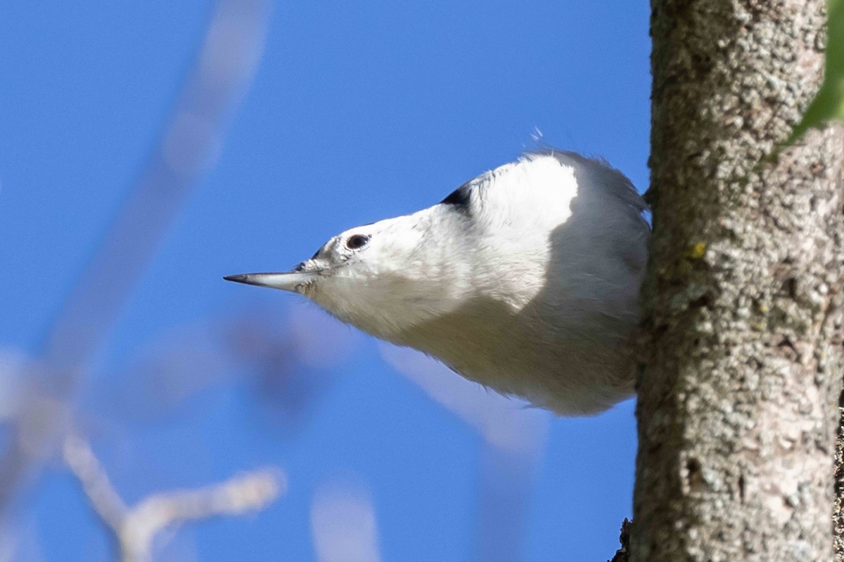 White-breasted Nuthatch - ML643223141