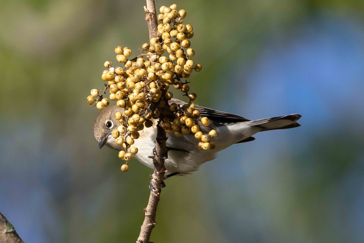 Yellow-rumped Warbler - ML643223142
