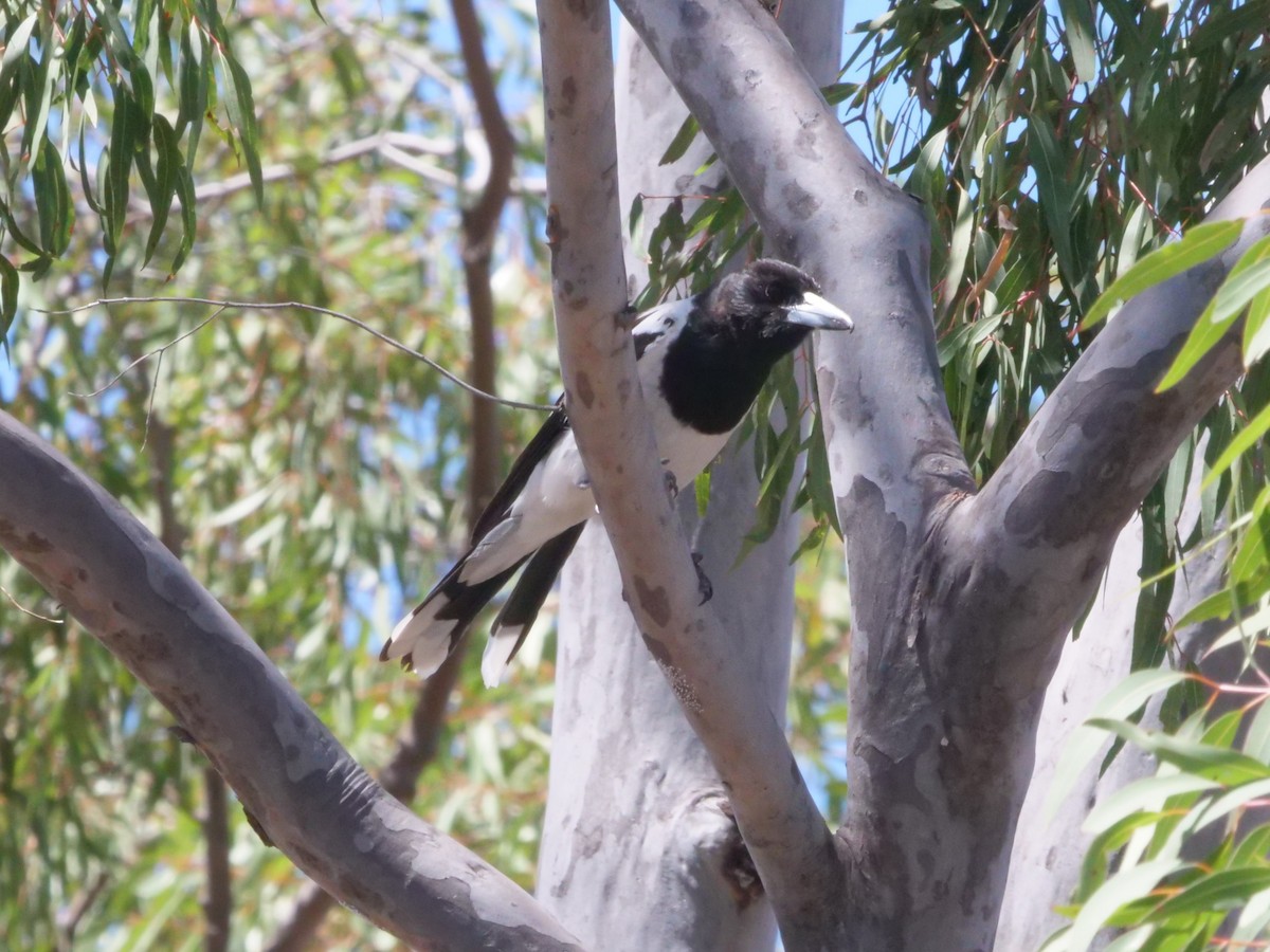 Pied Butcherbird - ML643223143