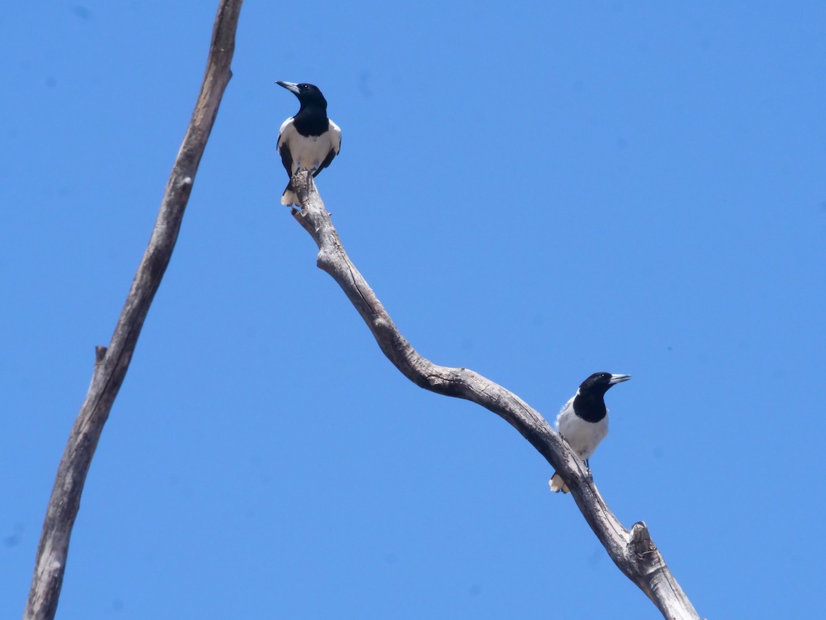 Pied Butcherbird - ML643223144