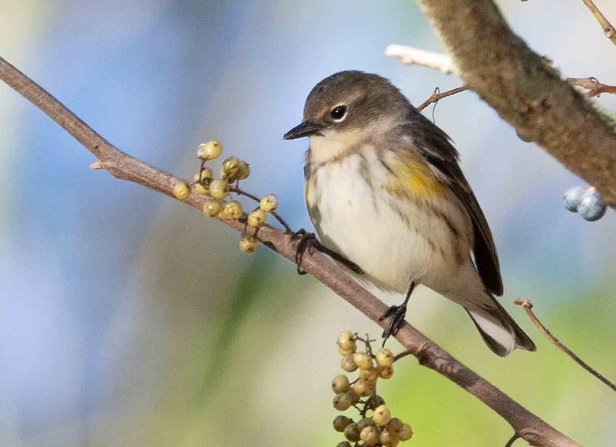 Yellow-rumped Warbler - ML643223145