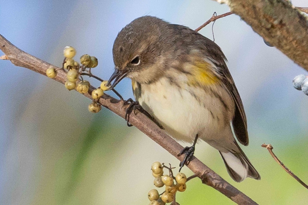 Yellow-rumped Warbler - ML643223147