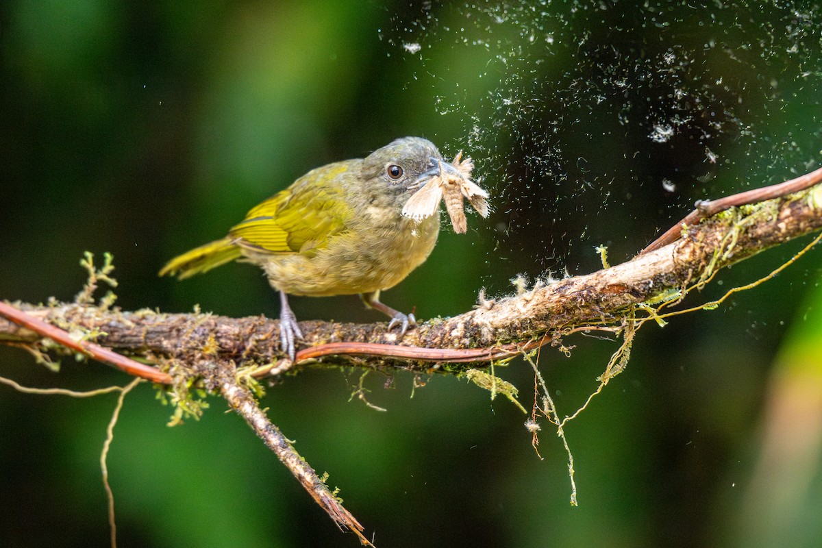 Dusky Chlorospingus - ML643223148