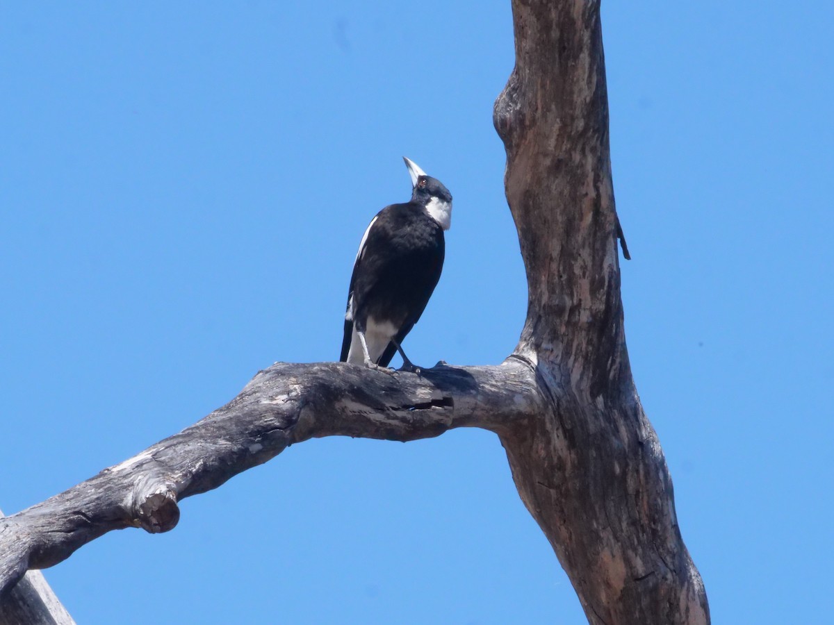 Australian Magpie - ML643223149