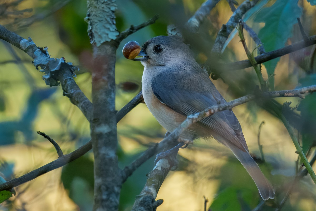 Tufted Titmouse - ML643223150