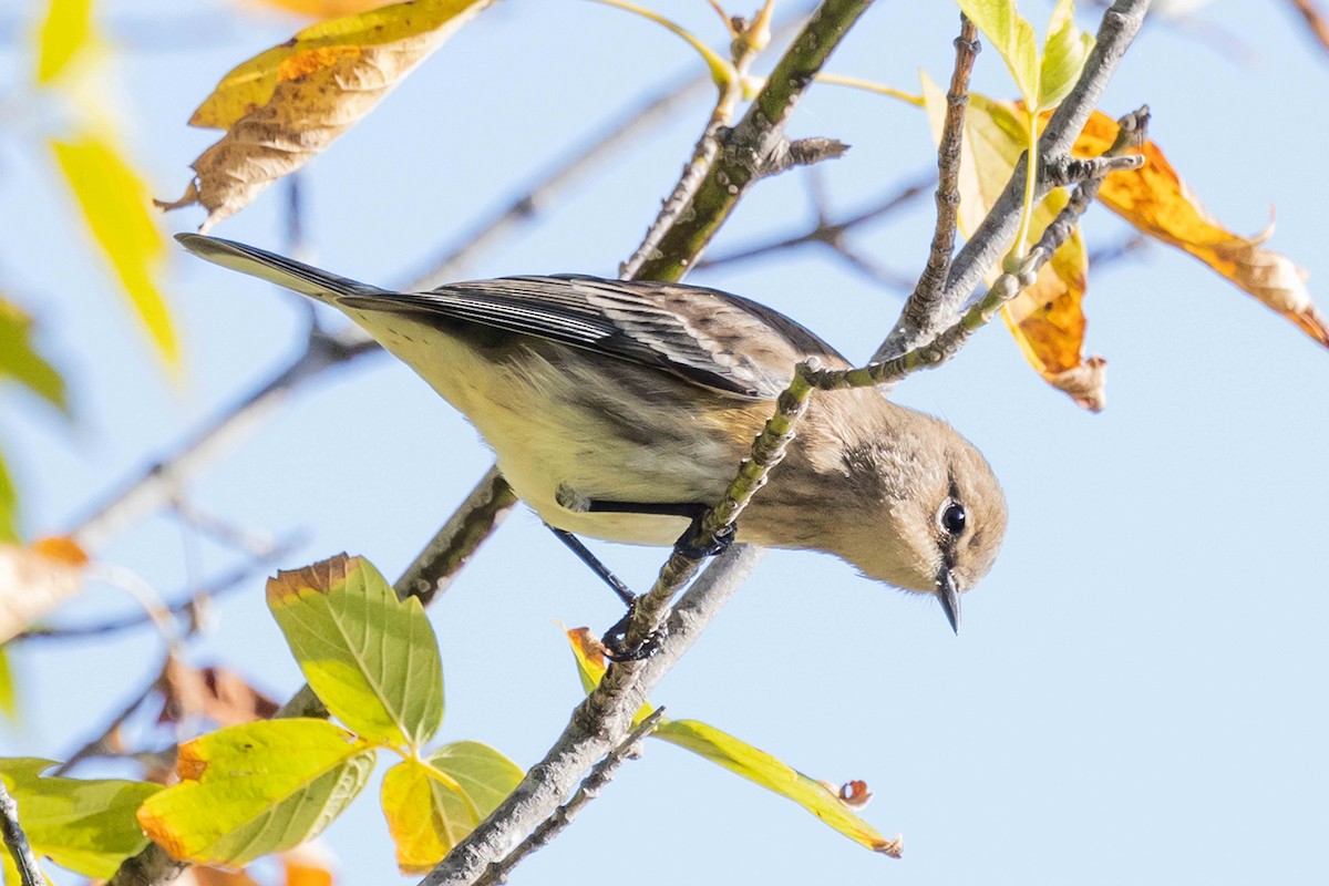 Yellow-rumped Warbler - ML643223151