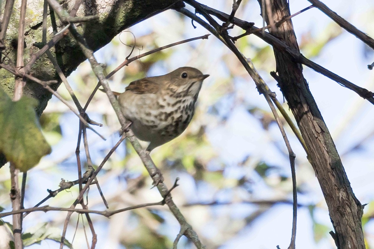 Hermit Thrush - ML643223154