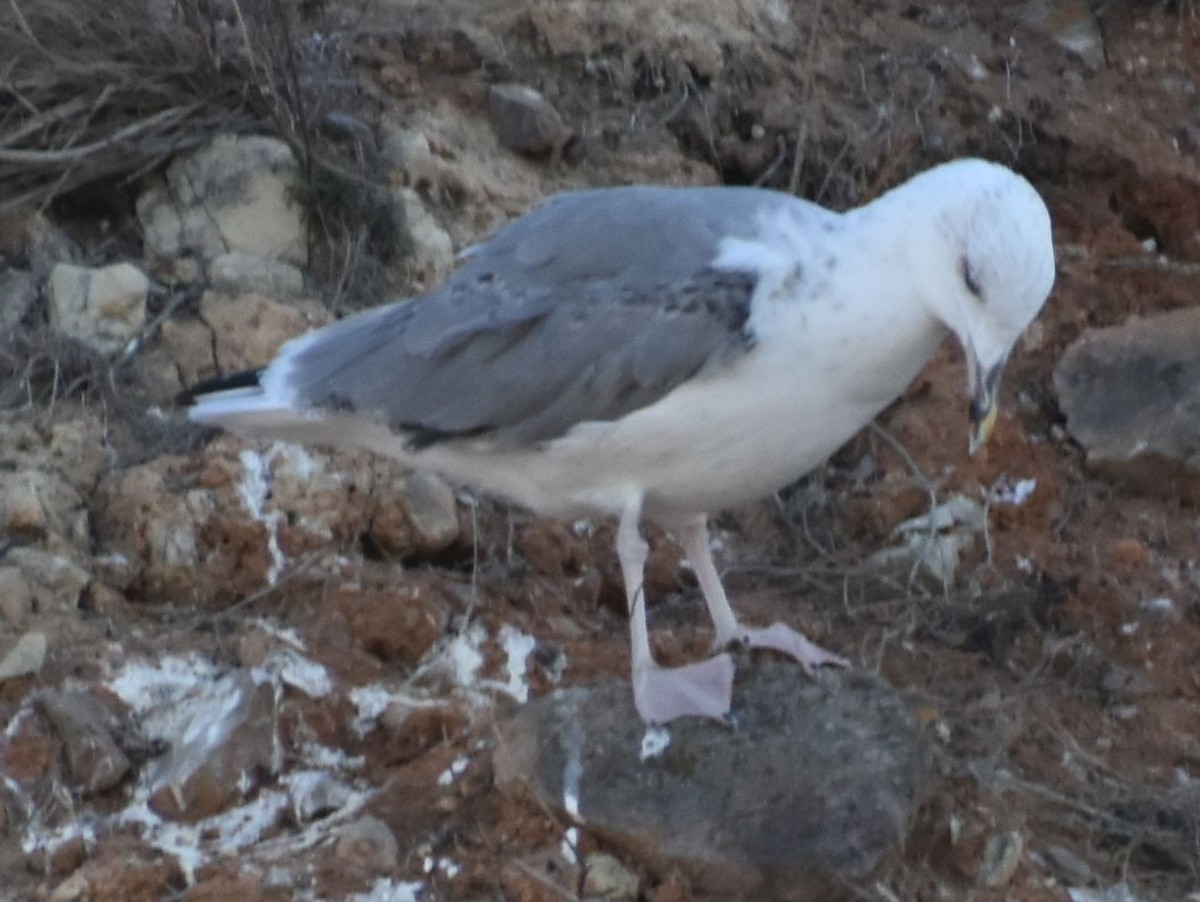 Yellow-legged Gull - ML643223164