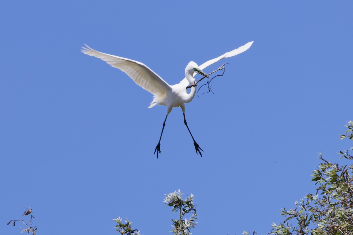 Great Egret - ML643223175