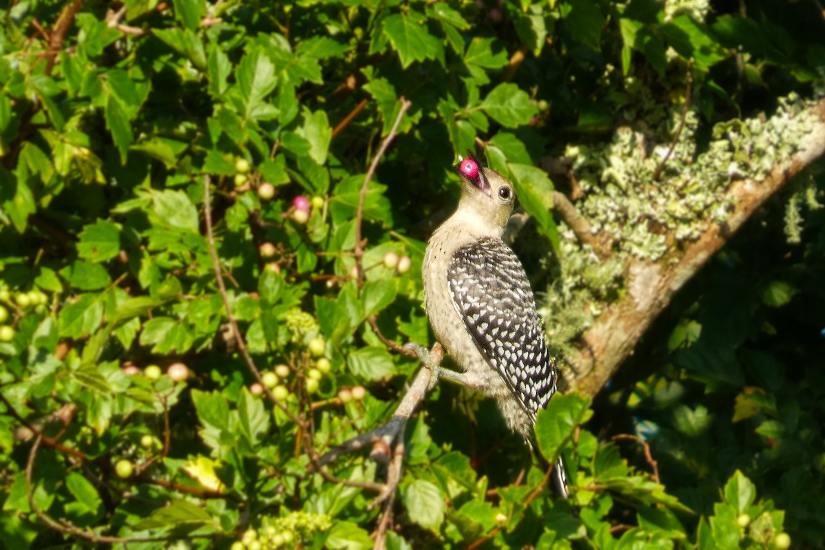 Red-bellied Woodpecker - ML643223184