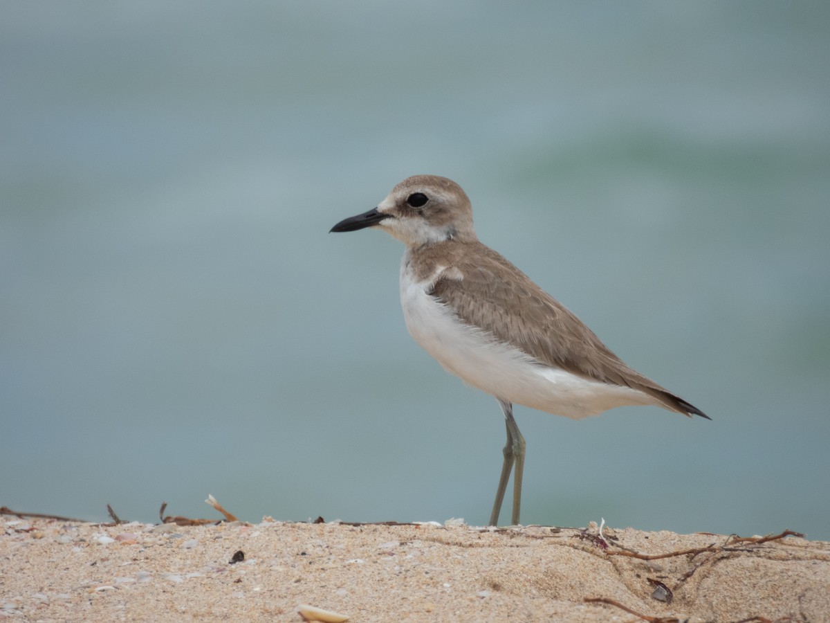 鐵嘴鴴 - ML643223222