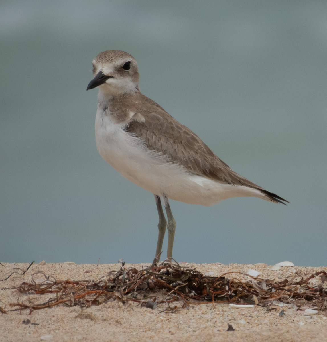 鐵嘴鴴 - ML643223223