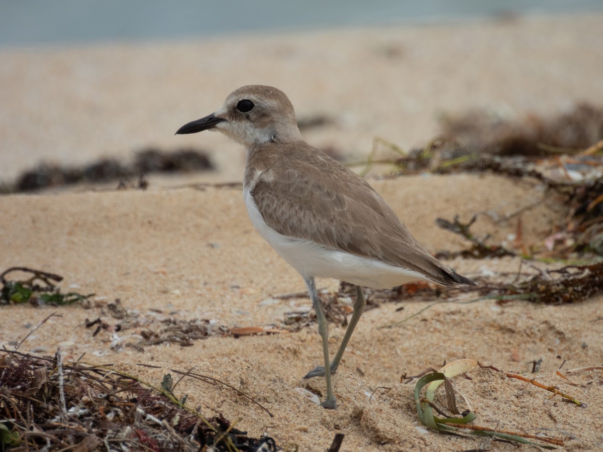 鐵嘴鴴 - ML643223224