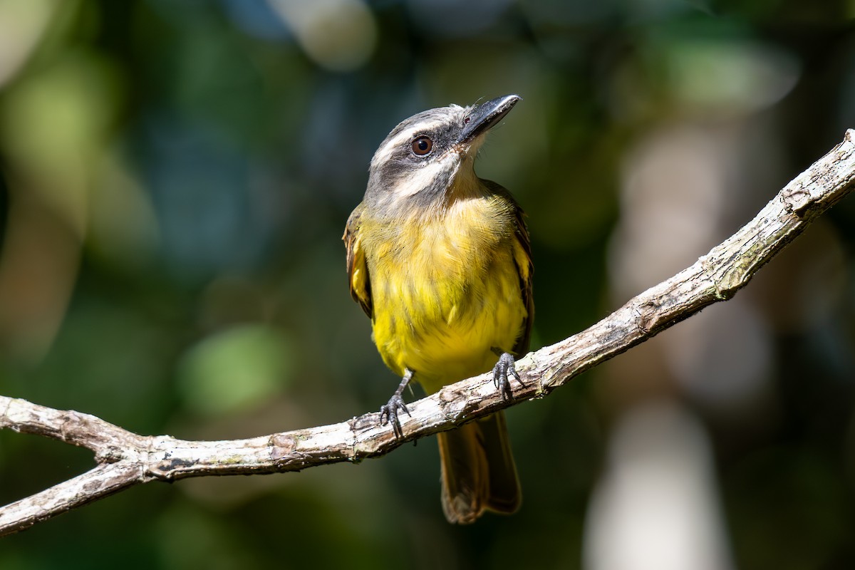 Golden-bellied Flycatcher - ML643223244