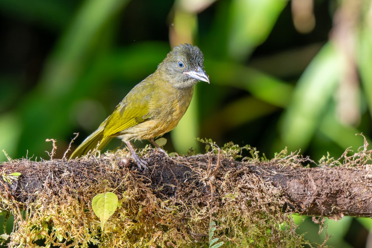 Ochre-breasted Tanager - ML643223248