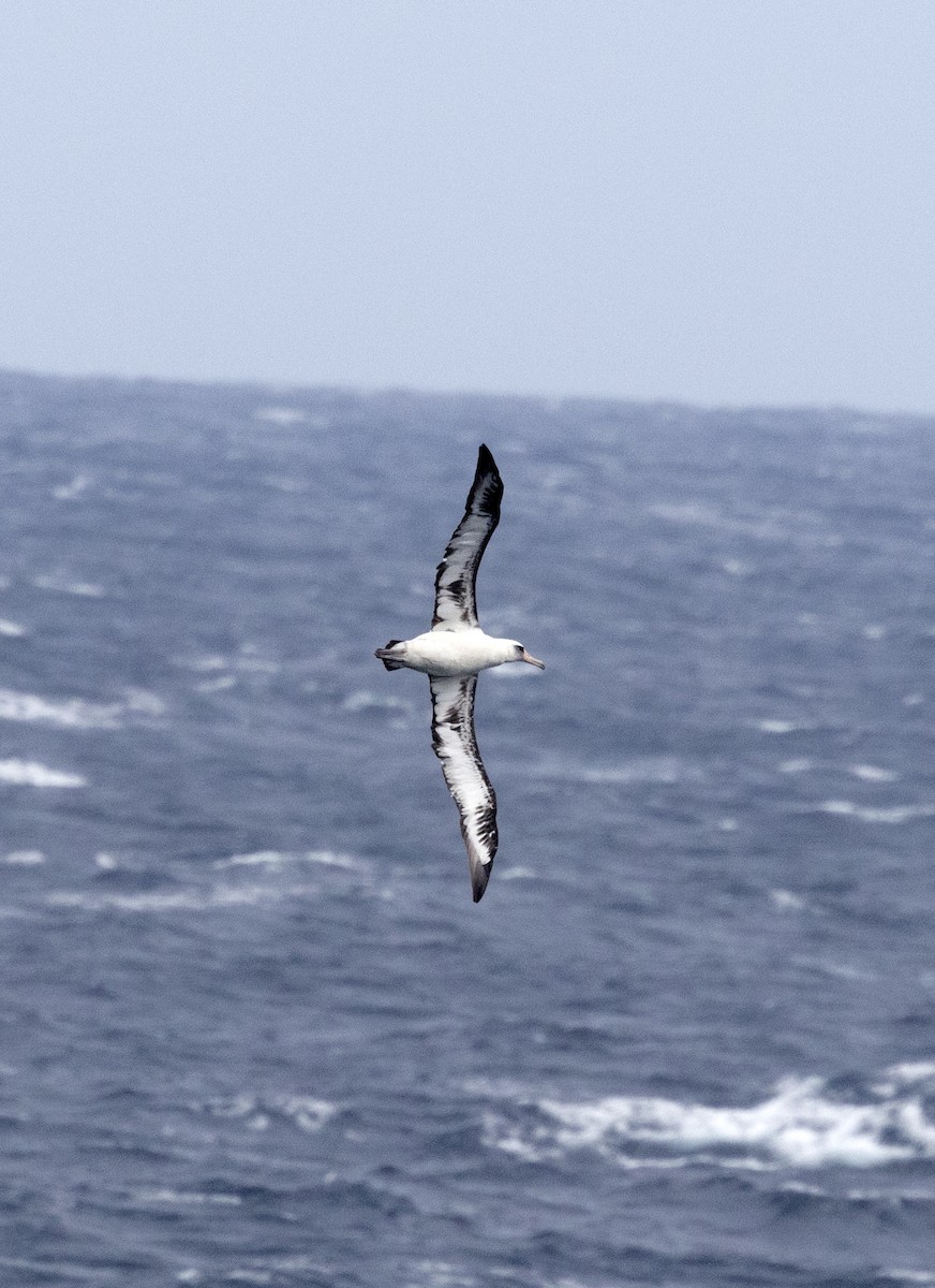 Laysanalbatros - ML643223267