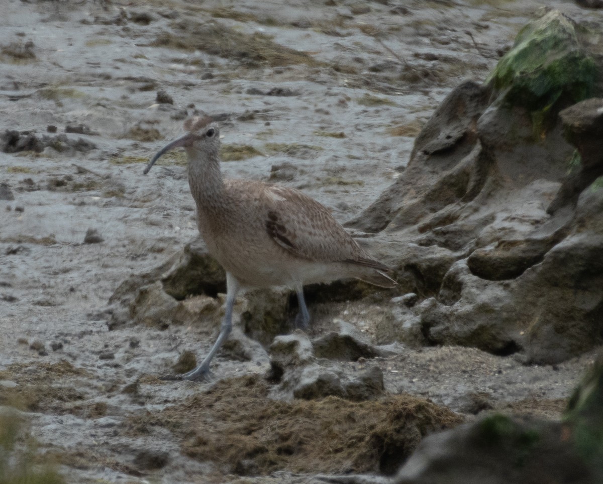 中杓鷸(variegatus) - ML643223272