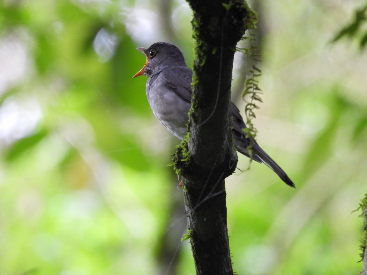 Blacksmith Thrush - ML643223273