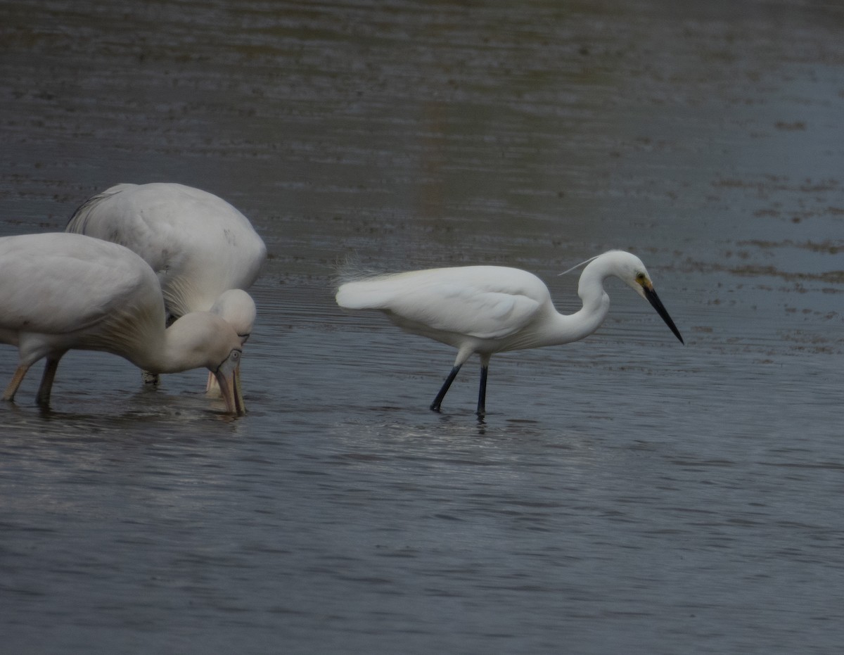 小白鷺(immaculata) - ML643223275