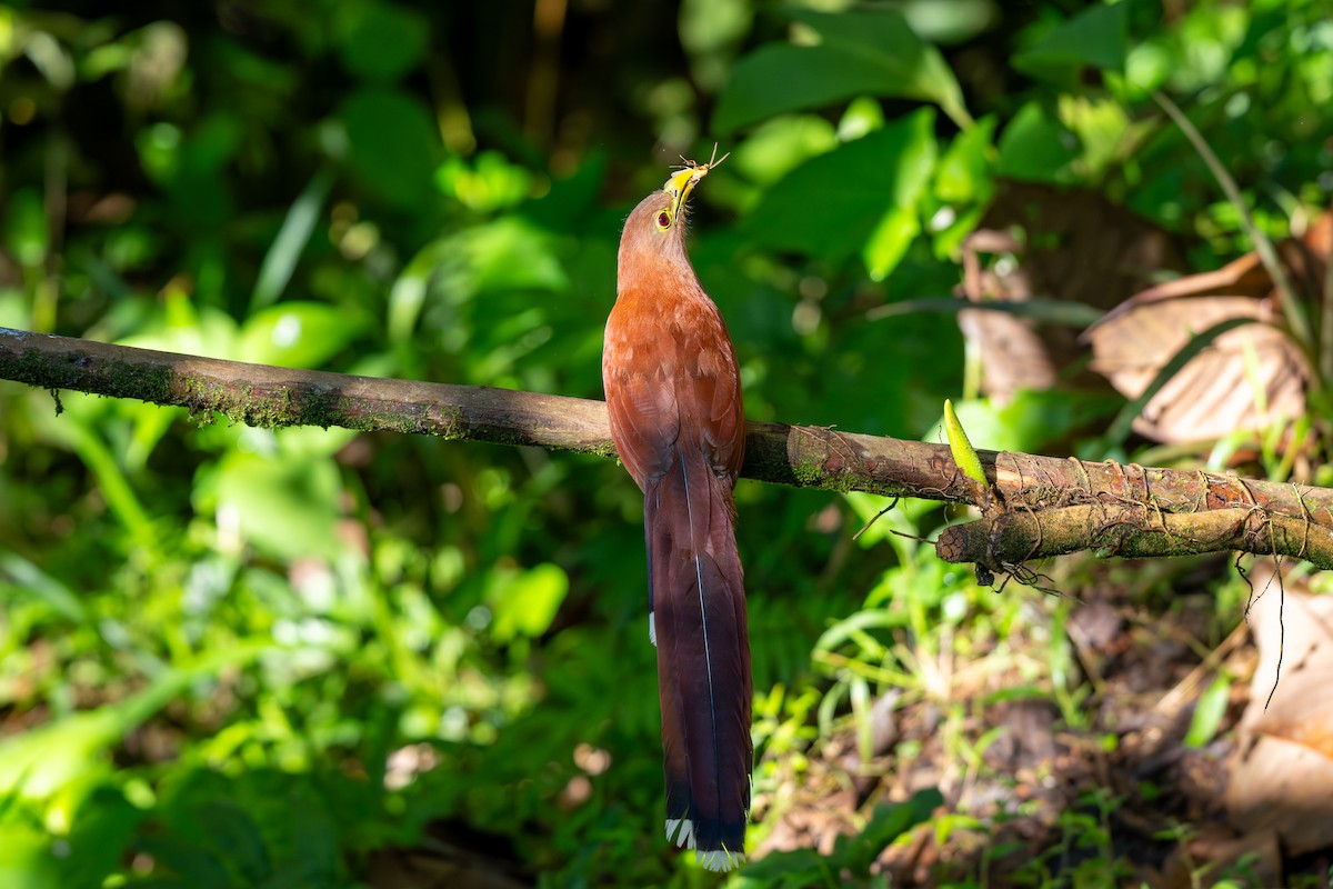 Squirrel Cuckoo - ML643223283