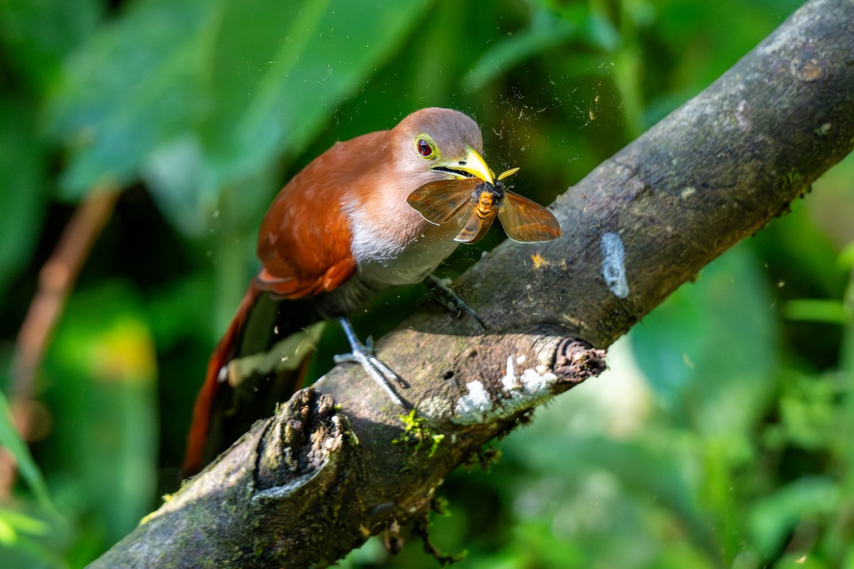 Squirrel Cuckoo - ML643223284