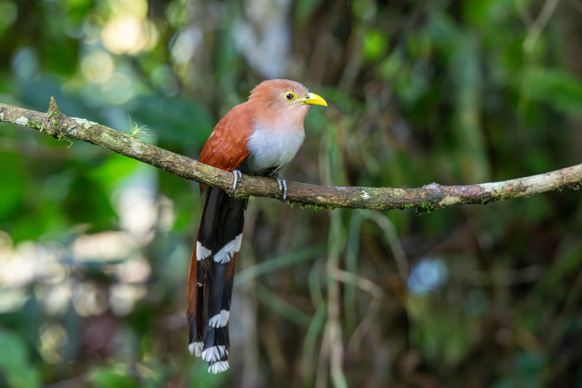 Squirrel Cuckoo - ML643223285