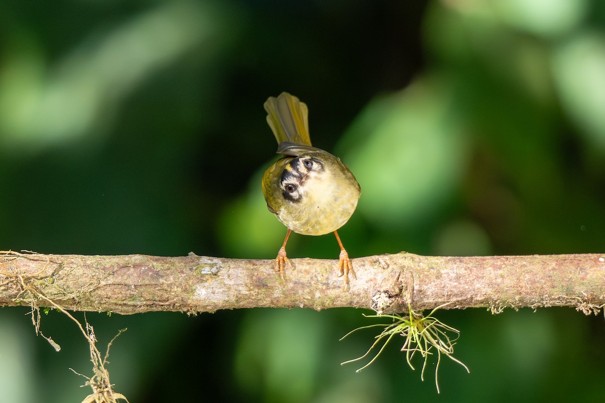 Three-striped Warbler - ML643223305