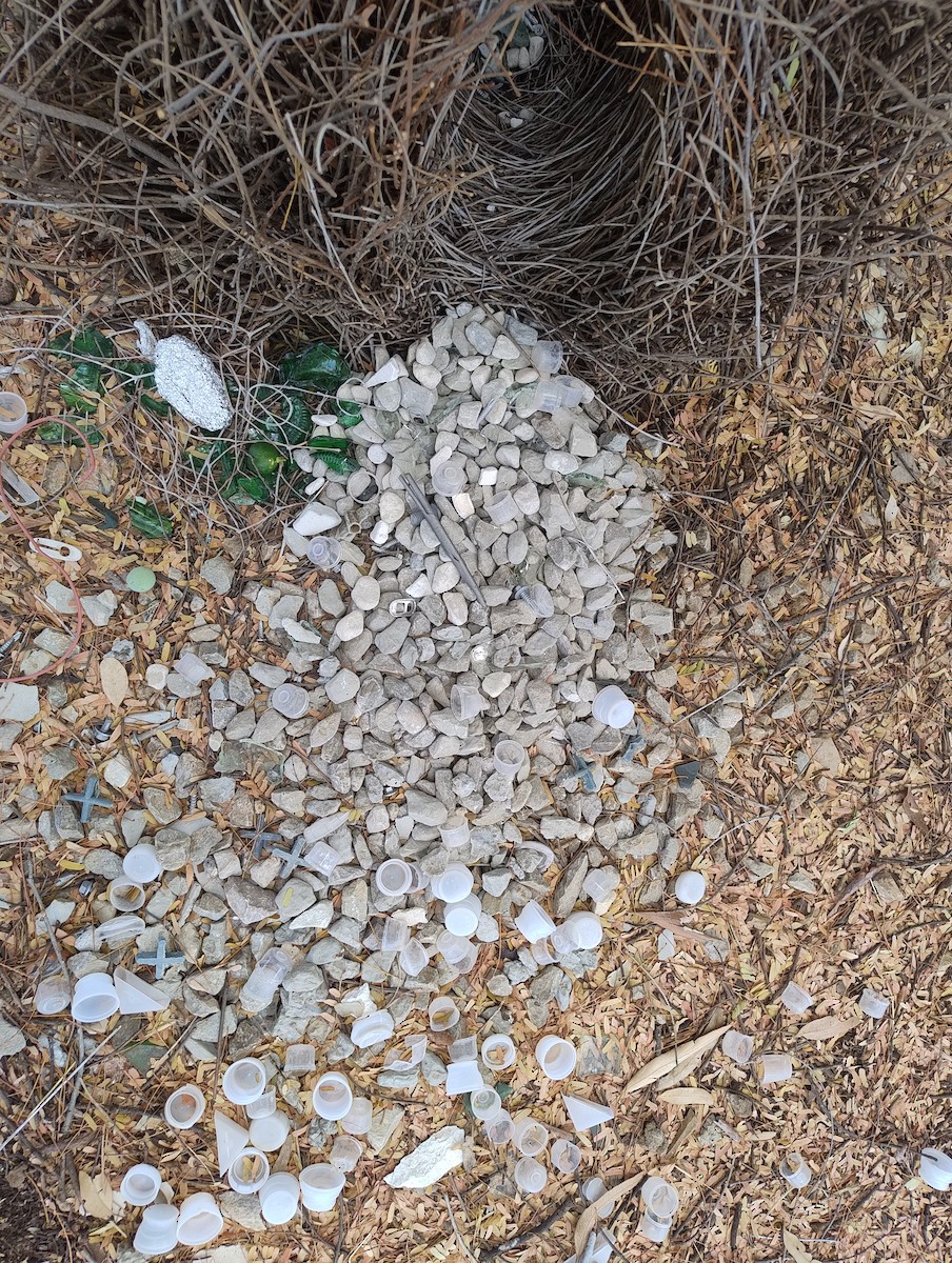 Great Bowerbird - ML643223315