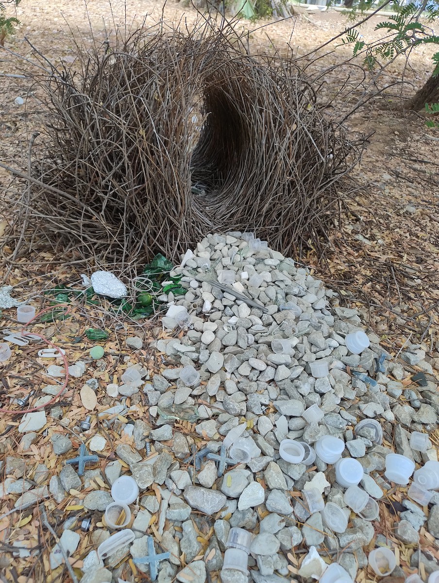Great Bowerbird - ML643223316