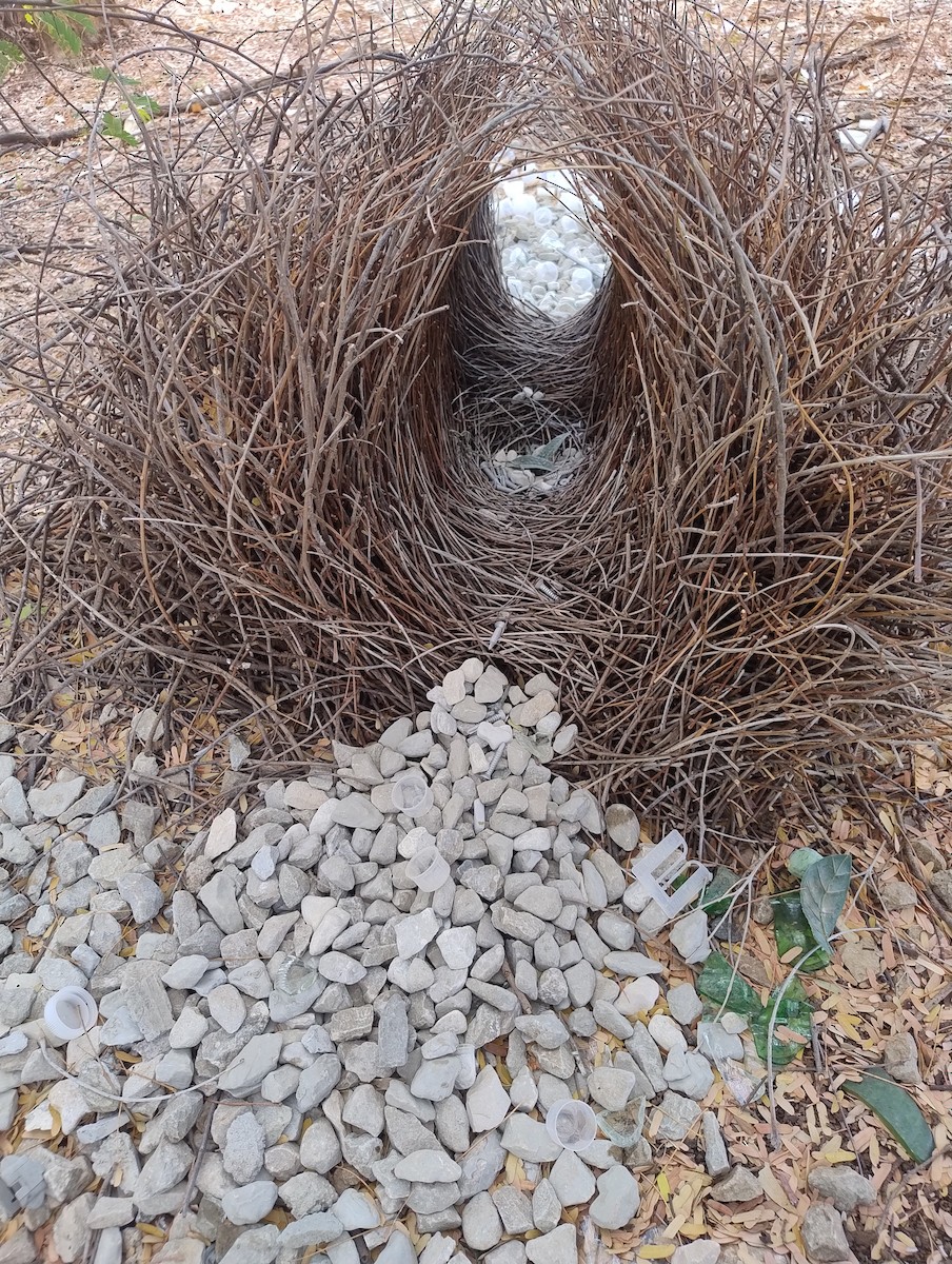 Great Bowerbird - ML643223317