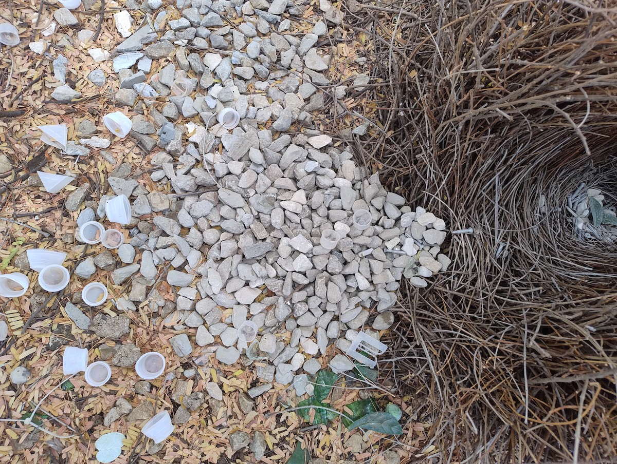 Great Bowerbird - ML643223318